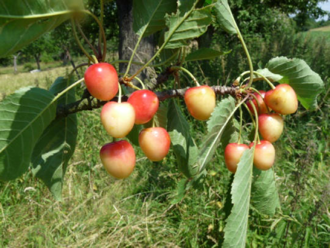 Porzellankirsche | &copy; Dr. Braun-L&uuml;llemann