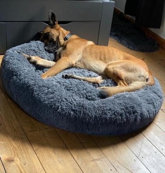 Sam | &copy; A. Ludwig, Oberwesel