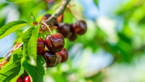 Reife Kirschen am Baum | &copy; ZV Welterbe / Katja Verhoeven