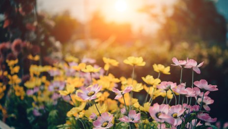 Pfarrgarten | © Pexels Pfarrgarten | © Pexels