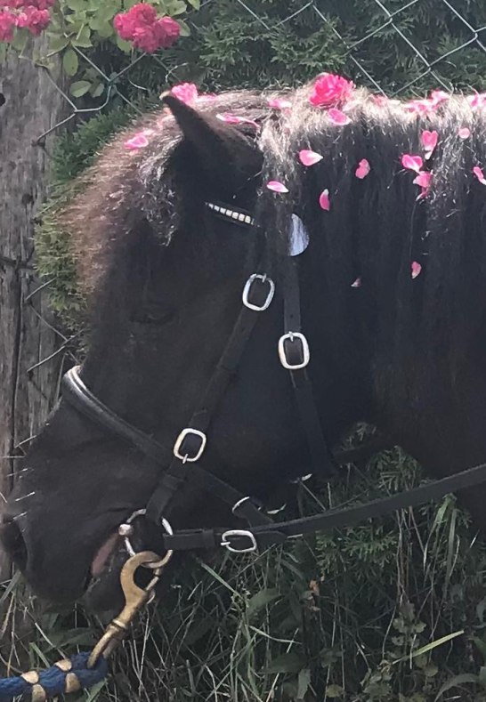 Pferd | &copy; Isabelle Diesler