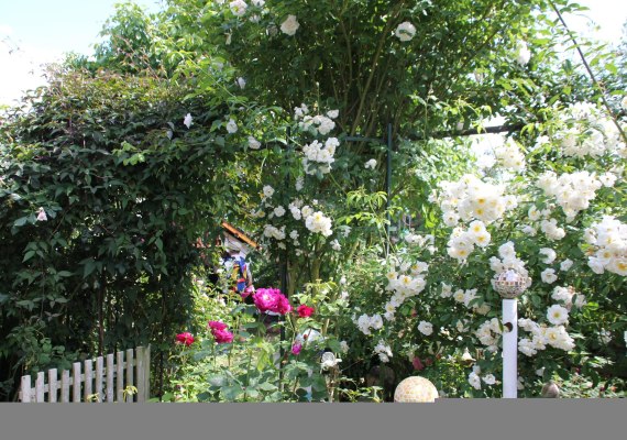 Rosen in Medenscheid_1 | &copy; Beate Lieber
