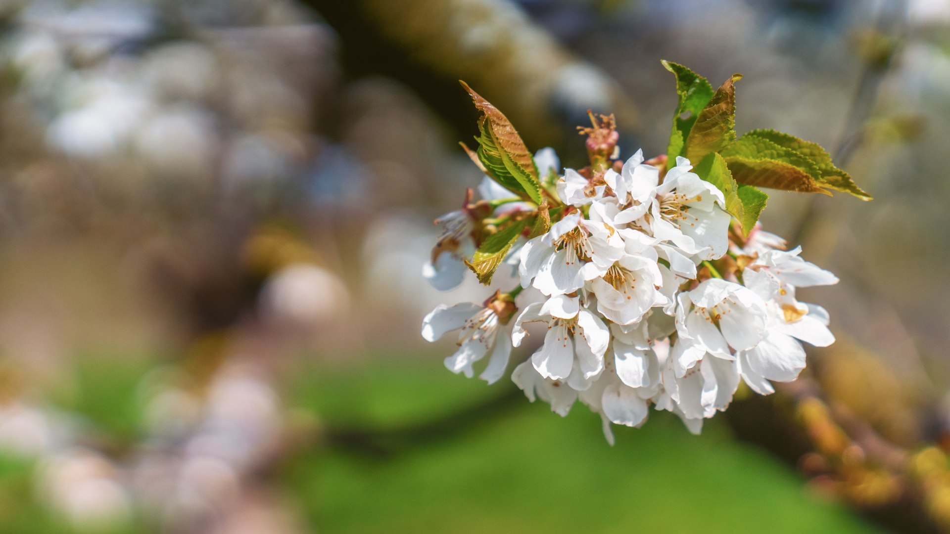 Kirschblüte in Filsen | © ZV Welterbe | Katja Verhoeven Kirschblüte in Filsen | © ZV Welterbe | Katja Verhoeven