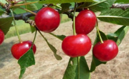 Spanische Glaskirsche | &copy; Dr. Braun-L&uuml;llemann