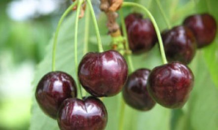 Kassins Fr&uuml;he | &copy; Dr. Braun-L&uuml;llemann