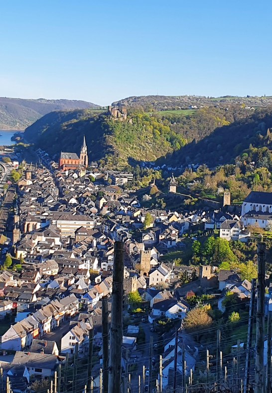 Weinberg | &copy; S. Gl&ouml;ckner, Oberwesel