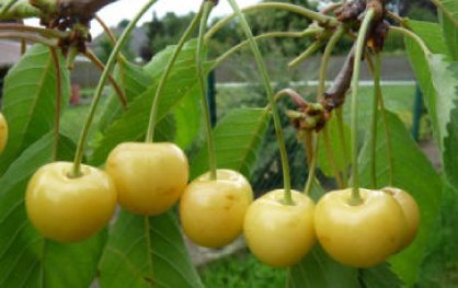D&ouml;nissens gelbe Knorpelkirsche | &copy; Dr. Braun-L&uuml;llemann