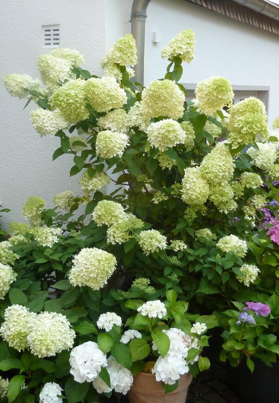 Apartment Ko-Immendorf_Garten Frühling | © Birgit Schmitz