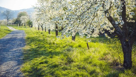 Kirschblüte im Mittelrheintal | © Henry Tornow