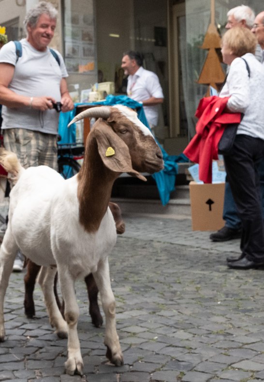 Bacchanale | &copy; P!EL