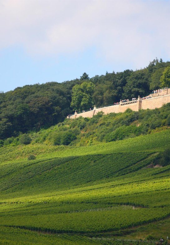 Blick auf die Weinberge | &copy; Hotel Krone R&uuml;desheim