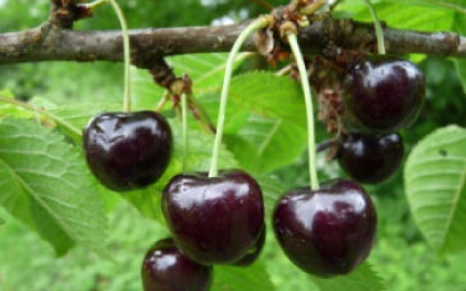 Geldlose | © Dr. Braun-Lüllemann Geldlose | © Dr. Braun-Lüllemann