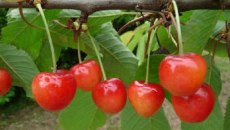 Rote Leberkirsche | &copy; Dr. Braun-L&uuml;llemann