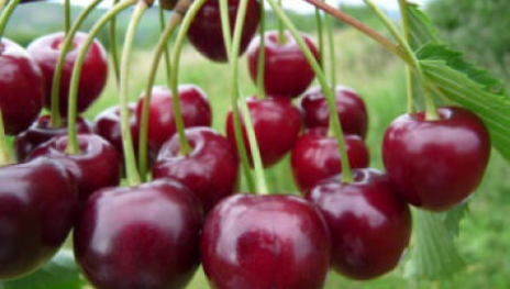 Simonis | &copy; Dr. Braun-L&uuml;llemann