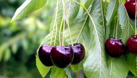 Fr&uuml;he rote Meckenheimer | &copy; Dr. Braun-L&uuml;llemann