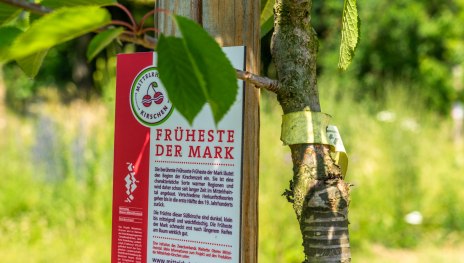 junger Kirschbaum | &copy; ZV Welterbe / Katja Verhoeven