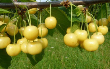 Filsener Goldperle | &copy; Dr. Braun-L&uuml;llemann