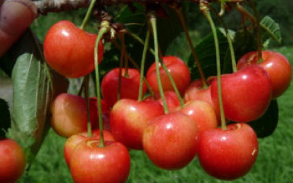 Bopparder Kr&auml;cher | &copy; Dr. Braun-L&uuml;llemann