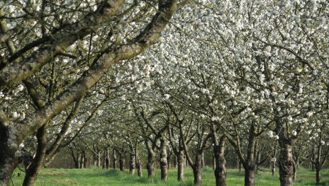 Kirschbl&uuml;te | &copy; ZV Welterbe 