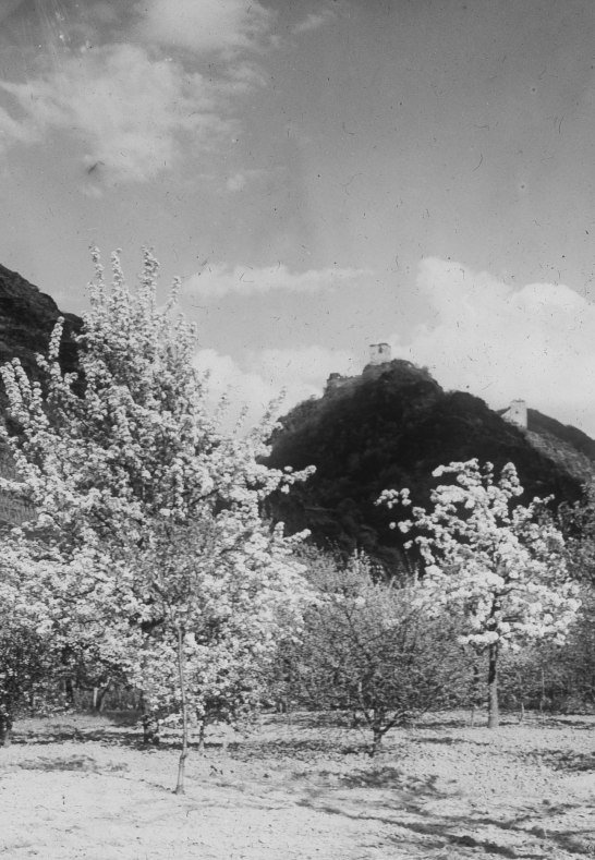 Obstbl&uuml;te in Kamp-Bornhofen | &copy; J&uuml;rgen Johann