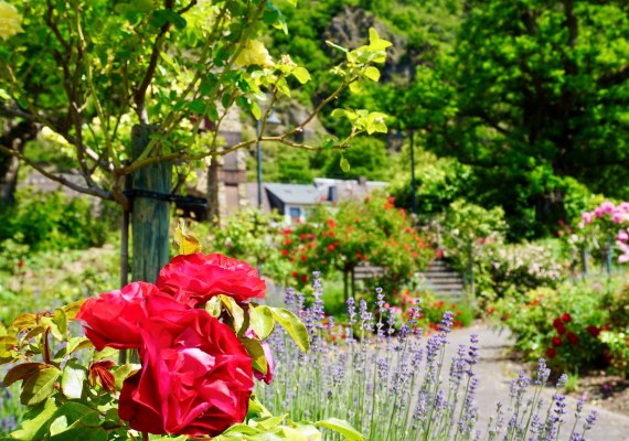 Rosengarten | © Bastian Clos Rosengarten | © Bastian Clos