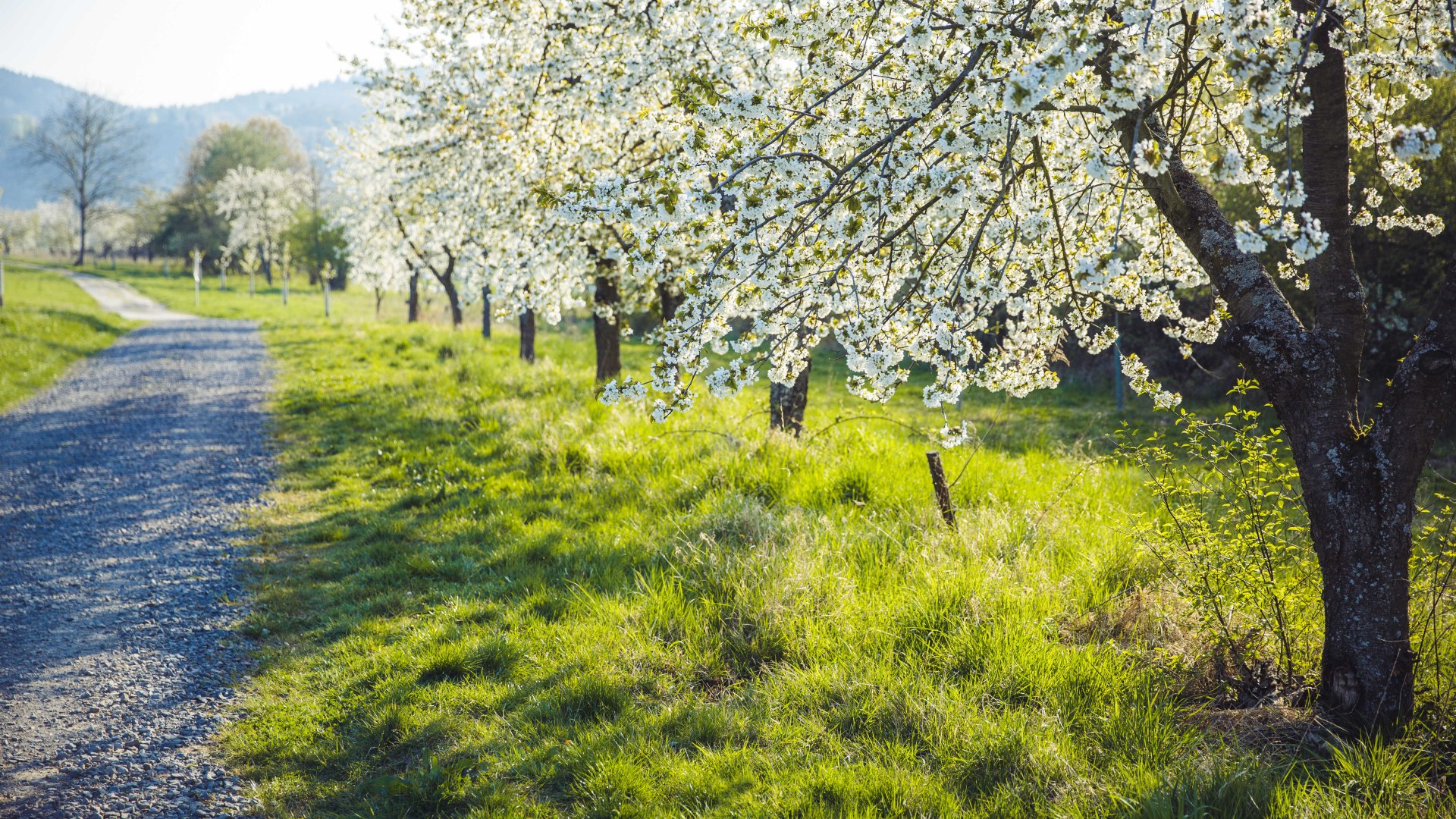 Kirschbl&uuml;te im Mittelrheintal | &copy; Henry Tornow