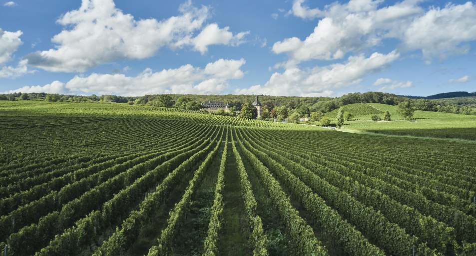 Weinberge Schloss Vollrads | © Hessen Tourismus, Roman Knie