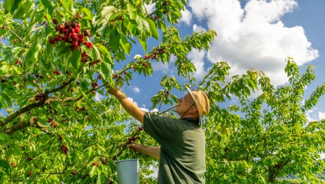 Kirschernte | &copy; ZV Welterbe / Katja Verhoeven