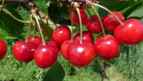 Früheste der Mark | © Dr. Braun-Lüllemann Früheste der Mark | © Dr. Braun-Lüllemann