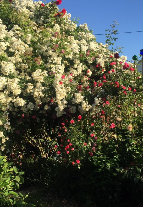 Rosen in Medenscheid_3 | &copy; Beate Lieber