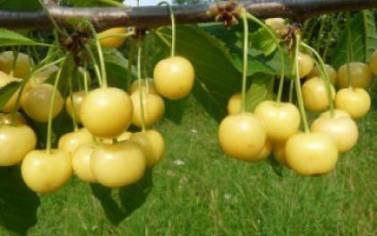 Filsener Goldperle | &copy; Dr. Braun-L&uuml;llemann