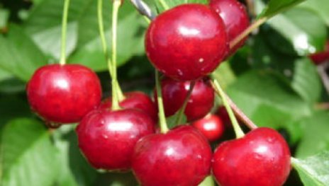 Minister von Podbielski | &copy; Dr. Braun-L&uuml;llemann