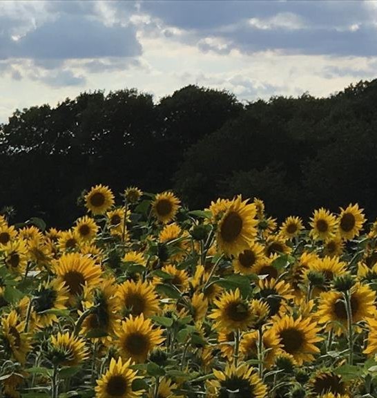 Sonnenblumen | © Ferienwohnung Marksburg-Panorama
