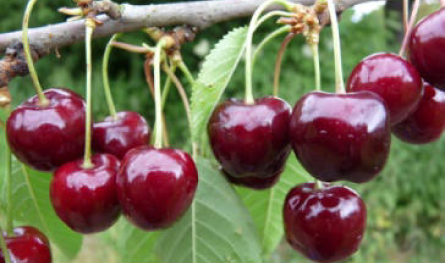 Jabolay | &copy; Dr. Braun-L&uuml;llemann