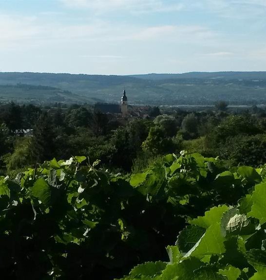 Weinberge | &copy; Krick
