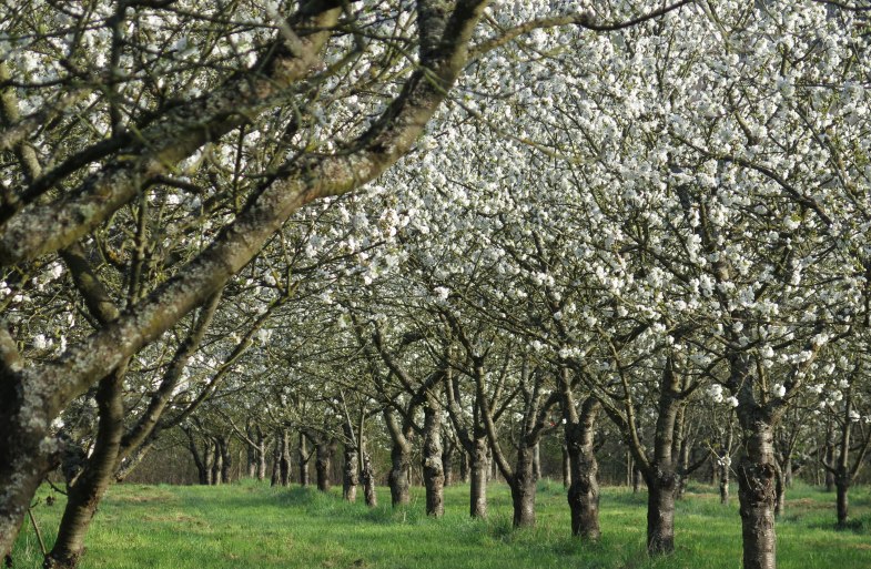 Kirschbl&uuml;te | &copy; ZV Welterbe 