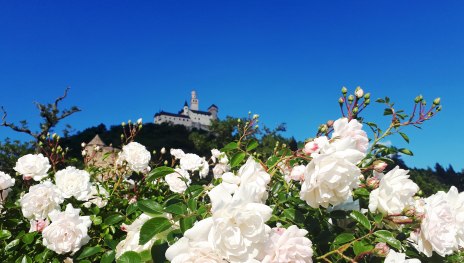 Rosen vor Marksburg | &copy; katharina Schattner