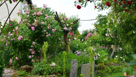 Rosen in Medenscheid | &copy; Beate Lieber