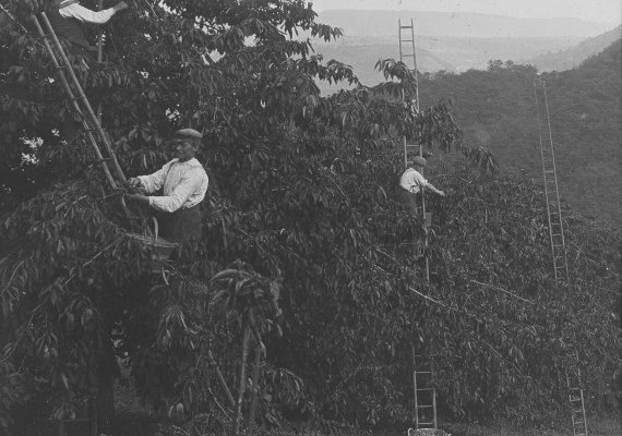 Kirschernte in Bad Salzig | © Jürgen Johann Kirschernte in Bad Salzig | © Jürgen Johann