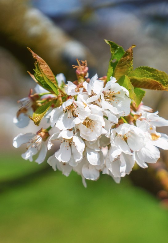 Kirschbl&uuml;te in Filsen | &copy; ZV Welterbe | Katja Verhoeven