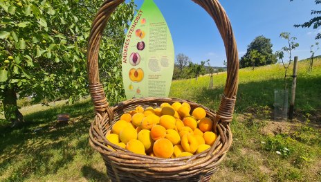 Pfirsiche, Aprikosen und Pflaumen | © ZV Welterbe Oberes Mittelrheintal