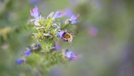Naturgarten | &copy; Pixabay