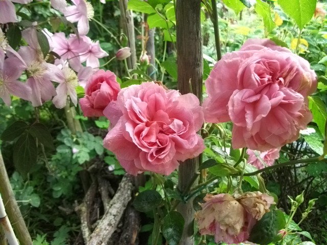 Rosengarten | &copy; Langer & Lieber