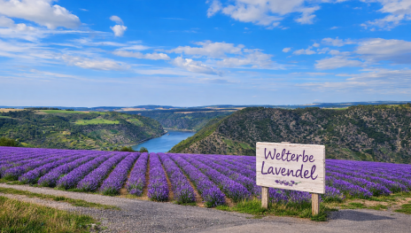 Lavendelanbau auf der Oberweseler Hardth&ouml;he | &copy; Ferienhof Hardth&ouml;he