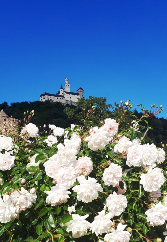 Rosen und Marksburg | © Katharina Schattner/Romantischer Rhein Tourismus GmbH Rosen und Marksburg | © Katharina Schattner/Romantischer Rhein Tourismus GmbH
