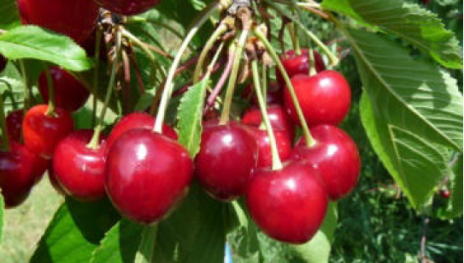 Perle von Filsen | &copy; Dr. Braun-L&uuml;llemann