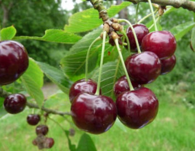 Rivers frühe | © Dr. Braun-Lüllemann Rivers frühe | © Dr. Braun-Lüllemann