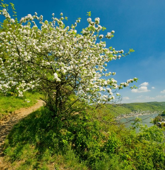 Rheinsteig im Frühling | © Dominik Ketz Rheinsteig im Frühling | © Dominik Ketz