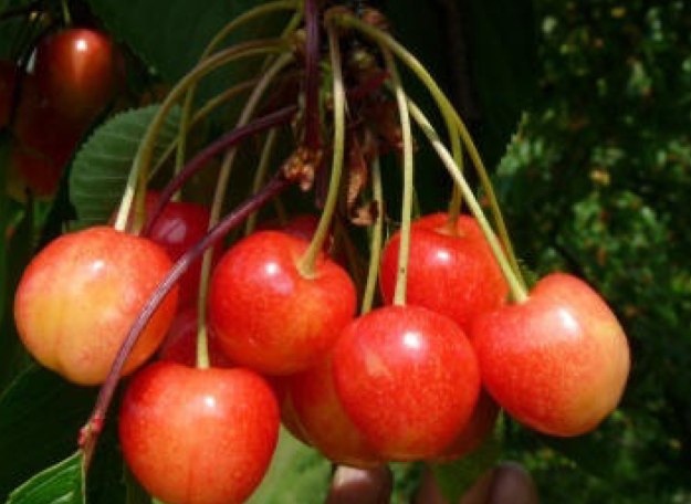 Geisepitter | © Dr. Braun-Lüllemann Geisepitter | © Dr. Braun-Lüllemann