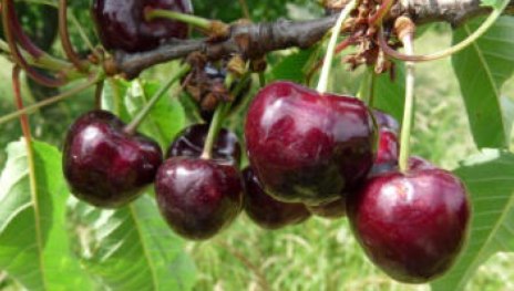 Souvenir des Charmes | &copy; Dr. Braun-L&uuml;llemann